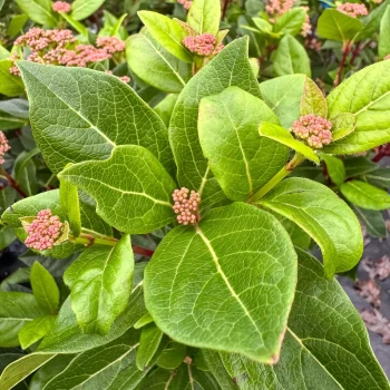 VIBURNUM tinus Grandiflorum