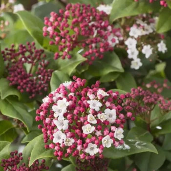 VIBURNUM tinus Gwenlian