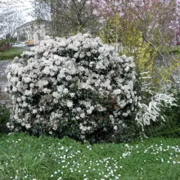 VIBURNUM tinus Le Thoureil