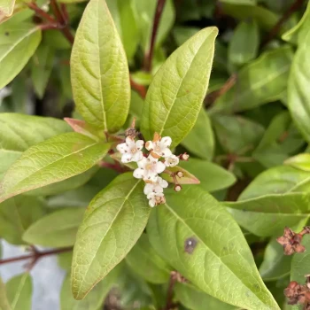 VIBURNUM tinus Quimper