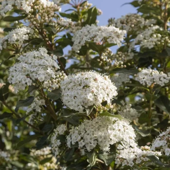 VIBURNUM tinus