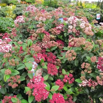 VIBURNUM tinus Lisarose