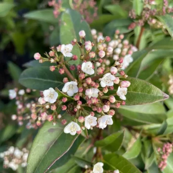 VIBURNUM tinus Lucidum