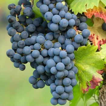 VITIS vinifera Sultanine