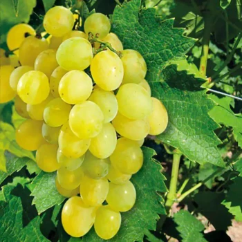 VITIS vinifera Chasselat Doré