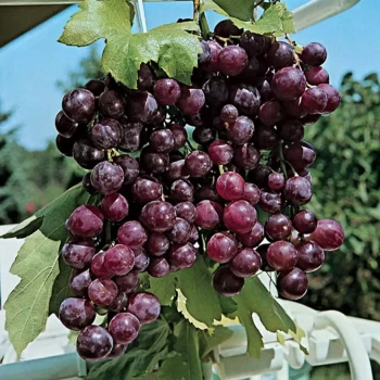 VITIS vinifera Cinsault Cinsault