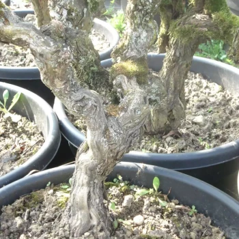 VITIS vinifera Perdin Perdin