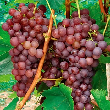 VITIS vinifera Red Globe