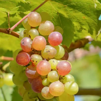 VITIS vinifera Roi des Précoces