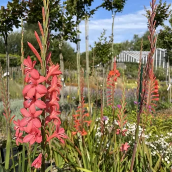 WATSONIA fulgens
