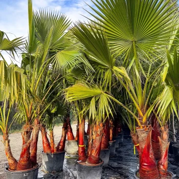 WASHINGTONIA robusta
