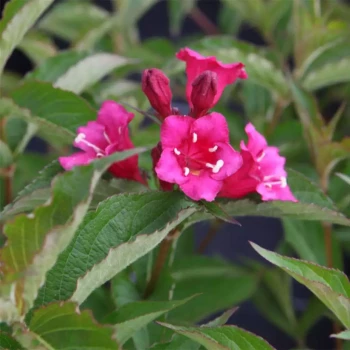 WEIGELIA Florida x coraeensis Bristol Ruby