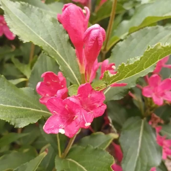 WEIGELIA florida Red Prince