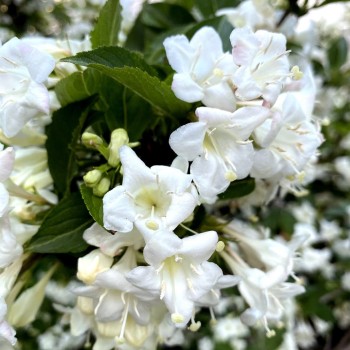 WEIGELA florida Snowflake