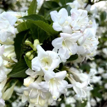 WEIGELIA florida Snowflake