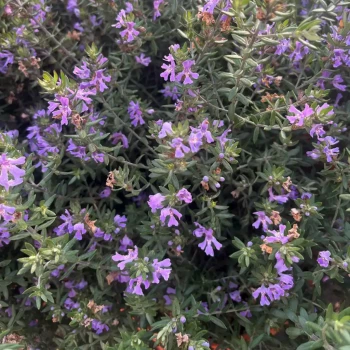 WESTRINGIA fructicosa Blue Gem
