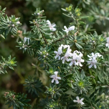 WESTRINGIA fruticosa Mundi