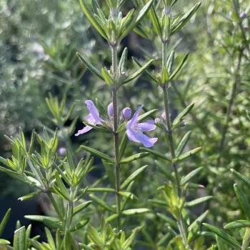 WESTRINGIA longifolia Blue Gem