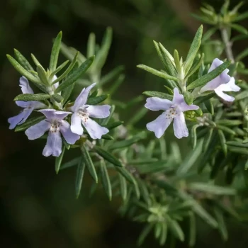 WESTRINGIA longifolia