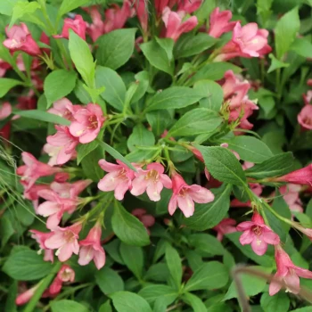 WEIGELA x florida Picobella Rosso