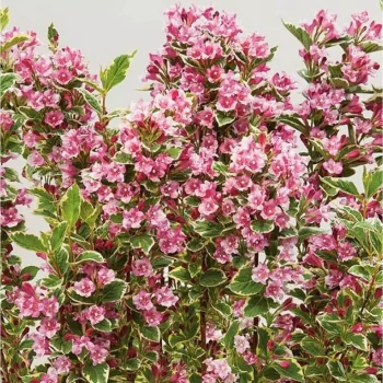 WEIGELA x Kosteriana Variegata