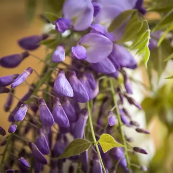 WISTERIA brachybotrys Showa Beni