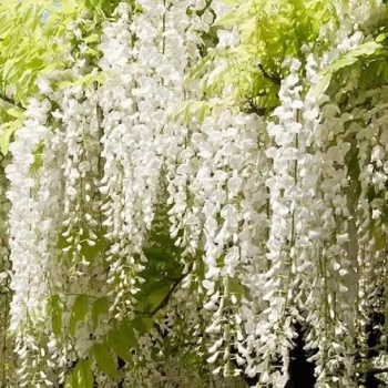 WISTERIA floribunda Alba