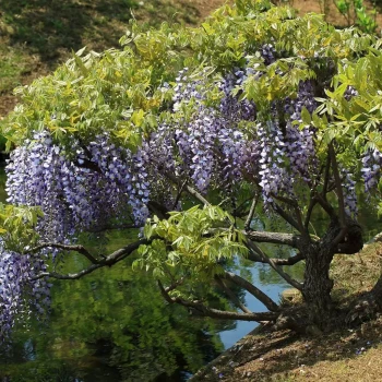 WISTERIA floribunda Rosea