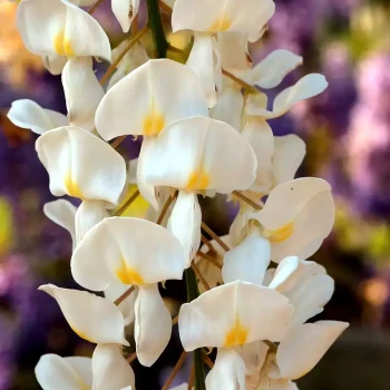 WISTERIA sinensis Alba