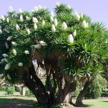 YUCCA elephantipes