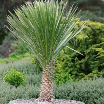 YUCCA filamentosa