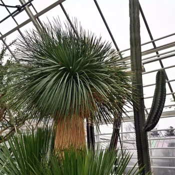 YUCCA Linearifolia