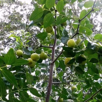 ZIZIPHUS jujuba