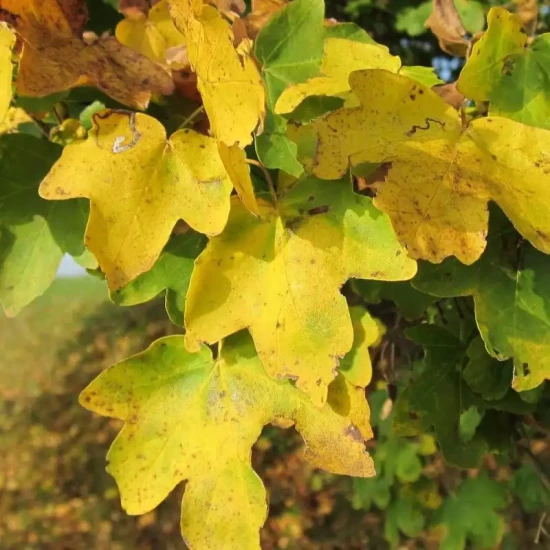 ACER campestre