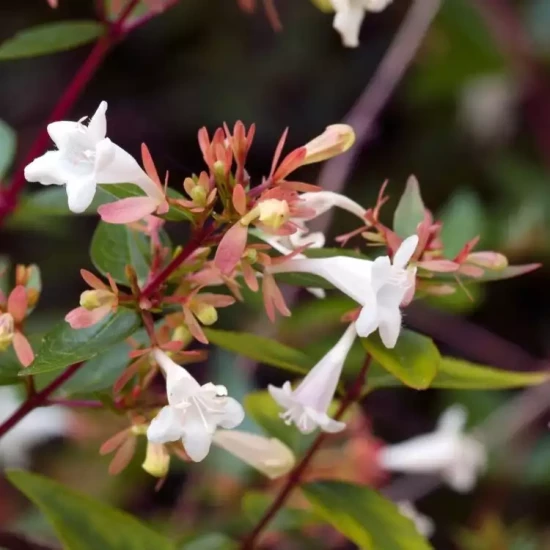 ABELIA x grandiflora Compacta