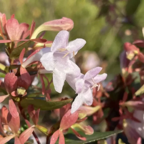 ABELIA x grandiflora Compacta