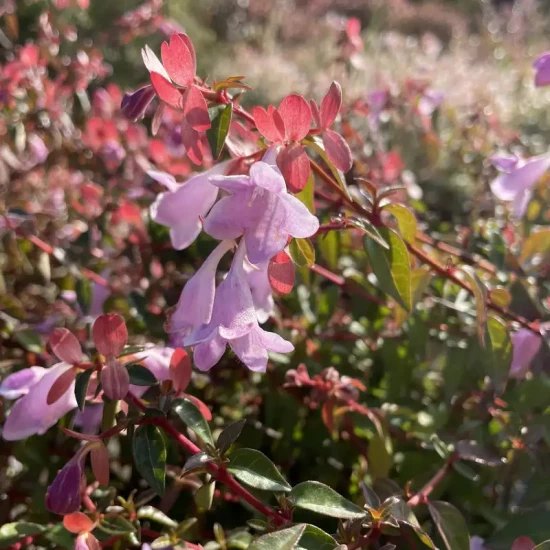 ABELIA x grandiflora Pinky Bells