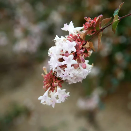ABELIA x grandiflora Sarabande