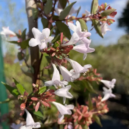 ABELIA x grandiflora Sherwood