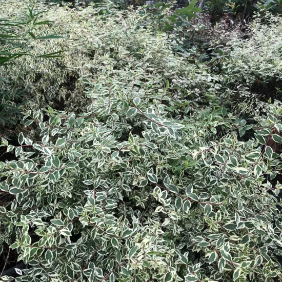 ABELIA x grandiflora Sparkling Silver
