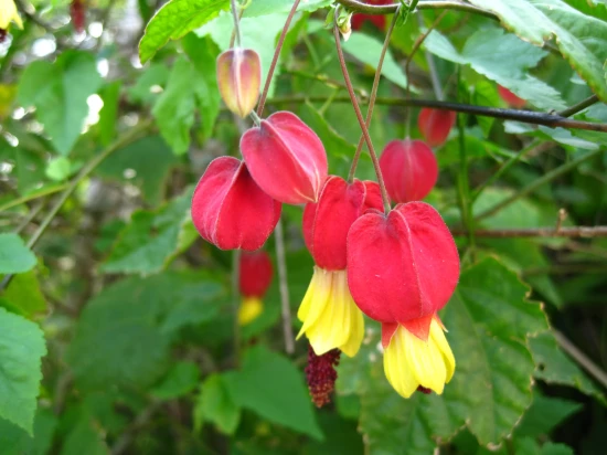 ABUTILON megapotanicum Big Bell