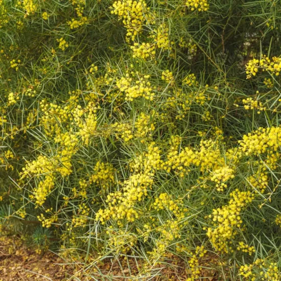 ACACIA boormanii
