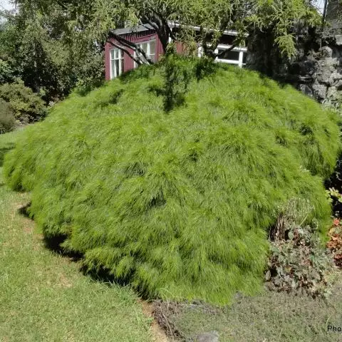 ACACIA cognata Limelight