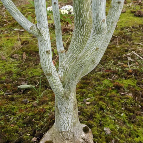ACER davidii Viper