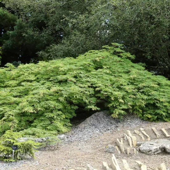 ACER japonicum Shirazawanum Gloria