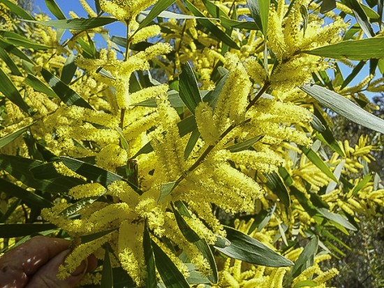 ACACIA longifolia