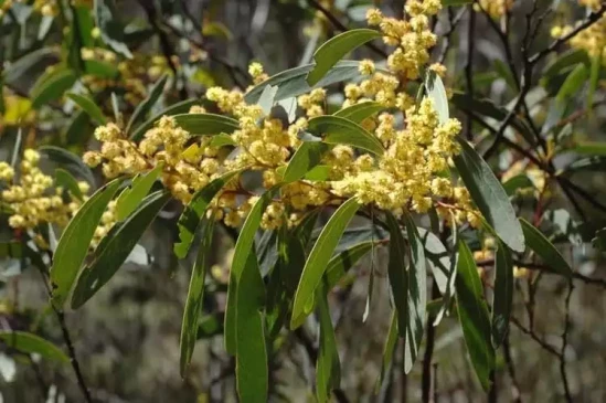 ACACIA obliquinervia