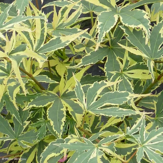 ACER palmatum Beni Shichienge