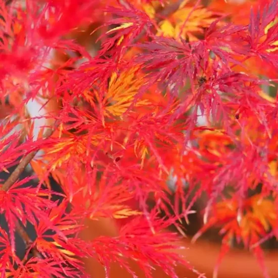 ACER palmatum dissectum Emerald Lace