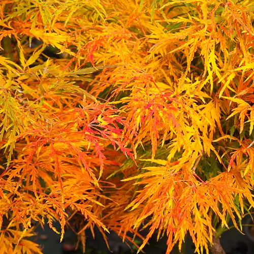 ACER palmatum dissectum Lionheart
